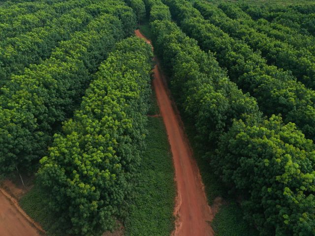 plantation picture for article 3